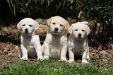LABRADOR 1033